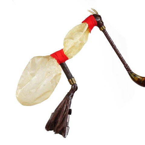 Sierszeńki o podwójnej pęcherzynie